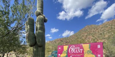 The purple Gentle Giant moving truck is parked at the bottom of Camelback Mountain in Phoenix, Arizona.